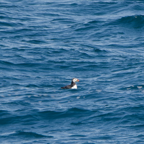 Thumbnail of Puffin